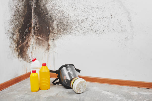 Reliable Red Springs, NC Mold Removal Solutions