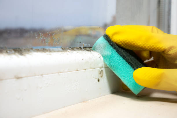 Best Mold Testing and Removal  in Red Springs, NC