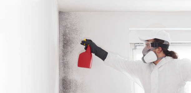 Best Mold Remediation  in Red Springs, NC