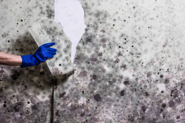 Mold Testing and Removal in Red Springs, NC